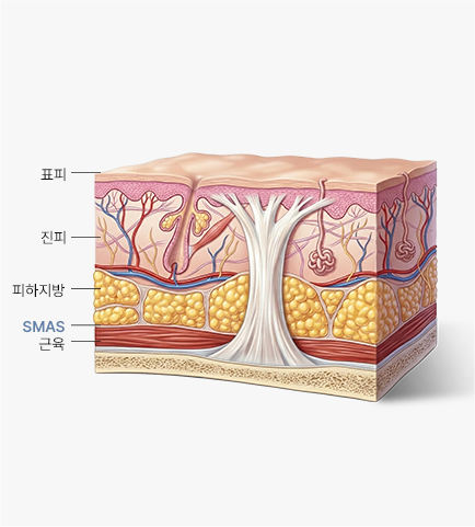 Skin cross-section — epidermis, dermis, subcutaneous fat, SMAS, muscle