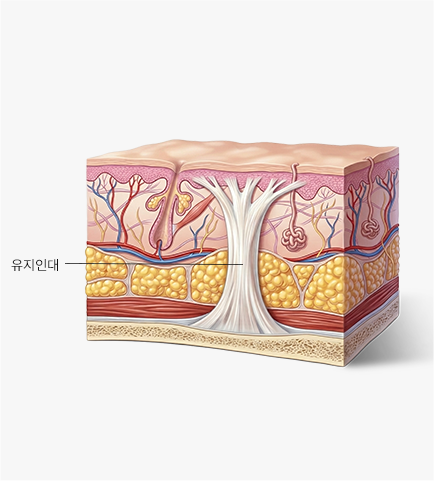 Skin cross-section — retaining ligaments