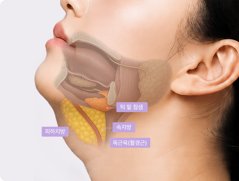 Toad Neck stage 2 cross-section — submandibular gland highlighted