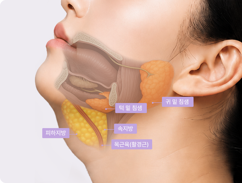 Toad Neck stage 4 cross-section — submandibular and parotid glands highlighted