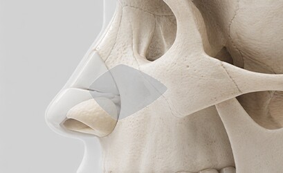 Septal Cartilage