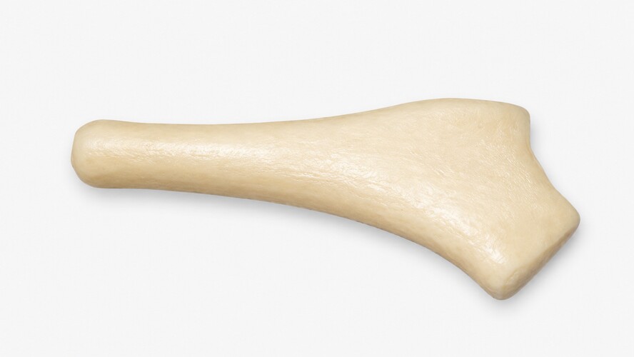 Donor Rib Cartilage